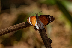 Danaus chrysippus alcippus