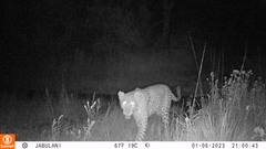 Panthera pardus pardus