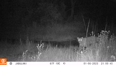 Panthera pardus pardus