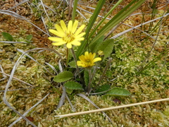 Brachyglottis bellidioides