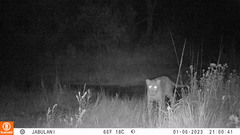 Panthera pardus pardus