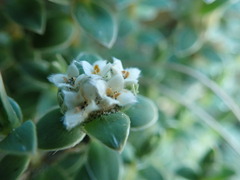 Pimelea villosa