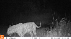 Panthera pardus pardus
