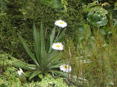 Celmisia semicordata