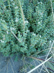 Pimelea villosa