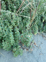 Pimelea villosa