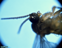 Sciaridae