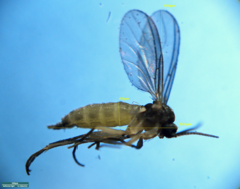 Sciaridae