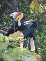 Rhyticeros undulatus