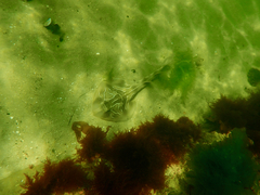 Trygonorrhina dumerilii