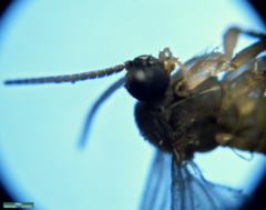 Sciaridae