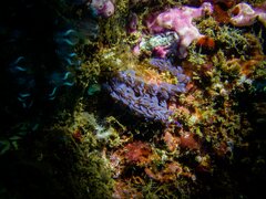 Pteraeolidia semperi