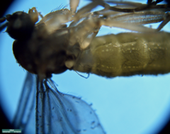 Sciaridae