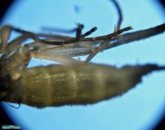 Sciaridae