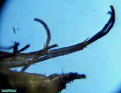 Sciaridae