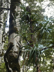 Dracophyllum traversii