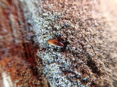 Mesites pallidipennis