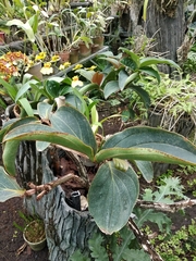 Medinilla magnifica