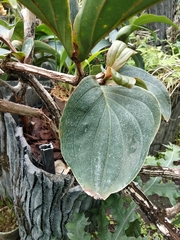 Medinilla magnifica