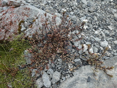 Epilobium melanocaulon