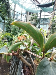 Medinilla magnifica