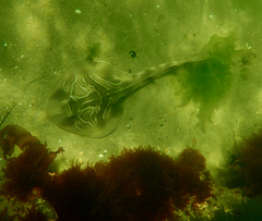 Trygonorrhina dumerilii