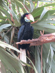 Rhyticeros undulatus