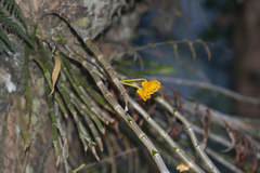 Dendrobium chrysanthum