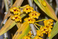 Dendrobium chrysanthum