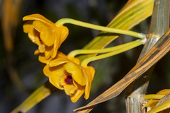 Dendrobium chrysanthum