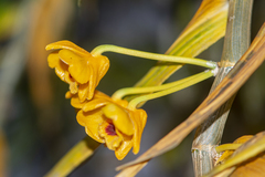 Dendrobium chrysanthum