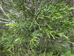 Halocarpus biformis