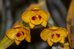 Dendrobium chrysanthum