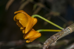 Dendrobium chrysanthum