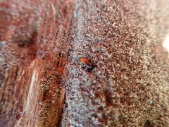 Mesites pallidipennis