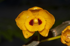 Dendrobium chrysanthum