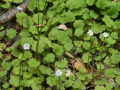 Lagenophora strangulata