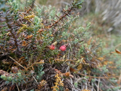 Lepidothamnus laxifolius