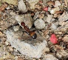 Camponotus nicobarensis