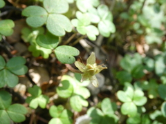 Oxalis magellanica