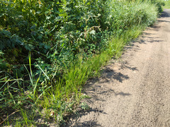 Eragrostis albensis