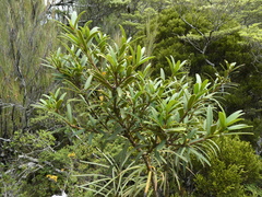 Pseudopanax linearis