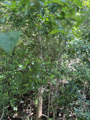 Tinadendron noumeanum