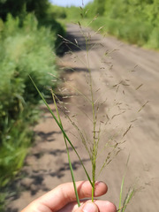 Eragrostis albensis