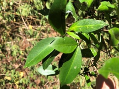 Triflorensia cameronii