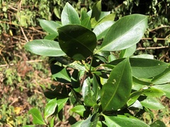 Triflorensia cameronii