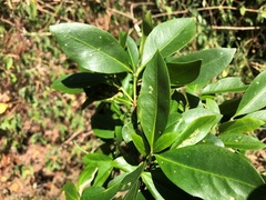 Triflorensia cameronii