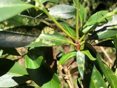 Triflorensia cameronii