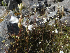 Veronica decora