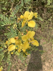 Senna auriculata